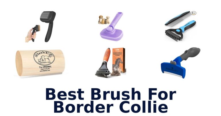 Best Brushes for Border Collies: Top 10 Picks best brush for border collie