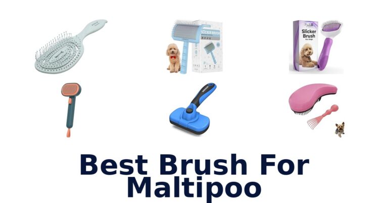 BEST 10 Brushes For Maltipoo Coats best brush for maltipoo