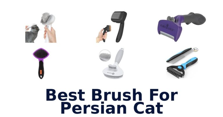 Best Brush for Persian Cat: Top 10 Picks! best brush for persian cat
