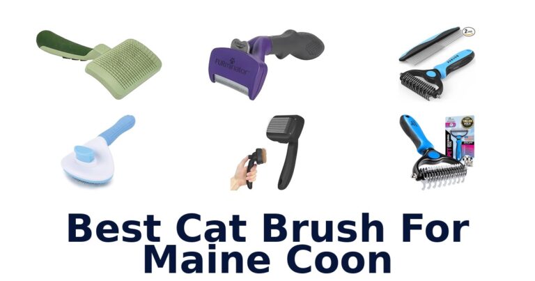 Best Cat Brushes for Maine Coons best cat brush for maine coon