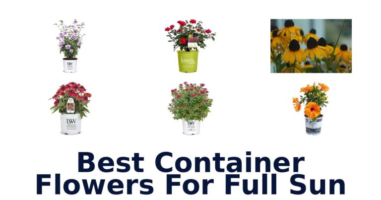 BEST Container Flowers for Full Sun: Top 10 Picks best container flowers for full sun