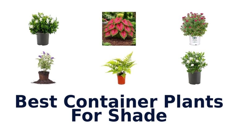 BEST Shade Container Plants: Top 10 Picks! best container plants for shade