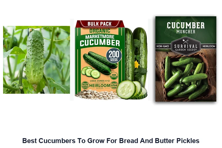 Best Cucumbers for Bread & Butter Pickles: Top Picks Best Cucumbers To Grow For Bread And Butter Pickles