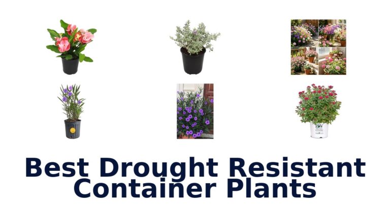 BEST Drought Resistant Container Plants Top 10 Picks best drought resistant container plants