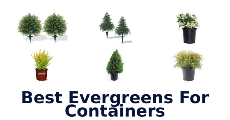 Best Evergreens for Containers: Top 10 Picks best evergreens for containers