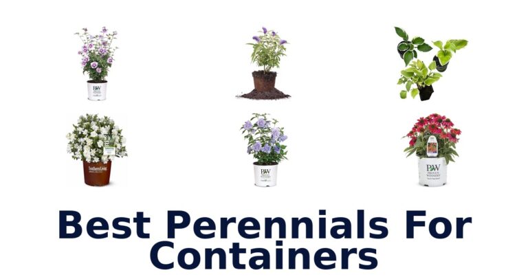 BEST Perennials for Containers: Top 10 Picks best perennials for containers