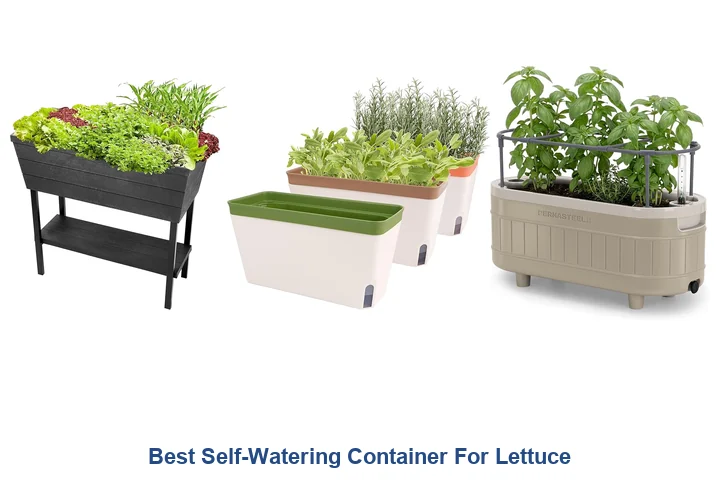 Best Self-Watering Lettuce Pots: Top Picks Best Self-Watering Container For Lettuce