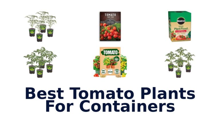 Best Tomato Plants for Pots: Top 10 Picks best tomato plants for containers