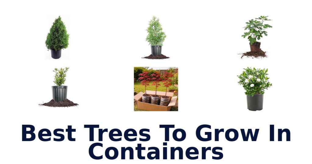 Best Container Trees: Top 10 Picks for Your Patio - Sabor Mexicana