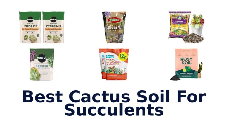 Best Cactus Soil For Succulents