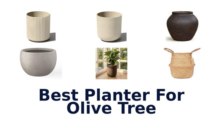 Best Planter For Olive Tree: Compare 10 Styles and Sizes Best Planter For Olive Tree