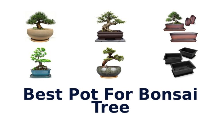 Best Pot For Bonsai Tree: 10 Ceramic and Training Pots Compared Best Pot For Bonsai Tree