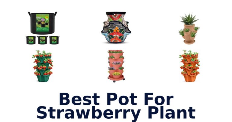 Best Pot For Strawberry Plant