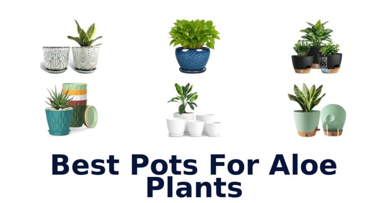 Best Pots For Aloe Plants