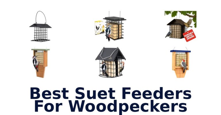 Best Suet Feeders For Woodpeckers