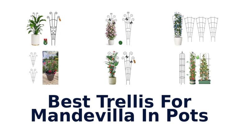 Best Trellis For Mandevilla In Pots
